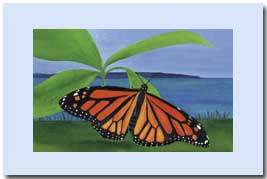 monarch butterfly with wings spread