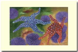 two sea stars on top of sea urchins