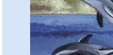 two dolphins greeting card
