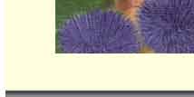 purple urchin greeting card