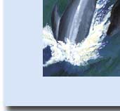 dolphins diving into waves handmade greeting card