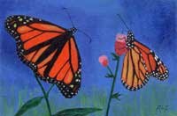Monarch Butterfflies card
